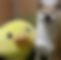 Webcam de Poyote69